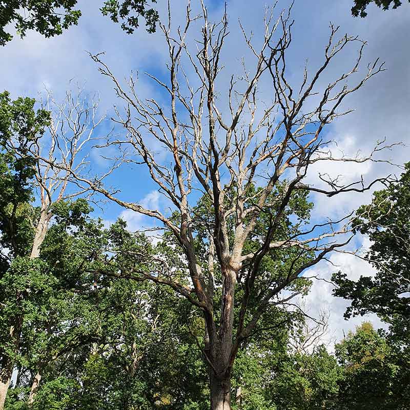 Ek-Vaxtskadegorare-i-Fokus Växtskadegörare i Fokus - Quercus