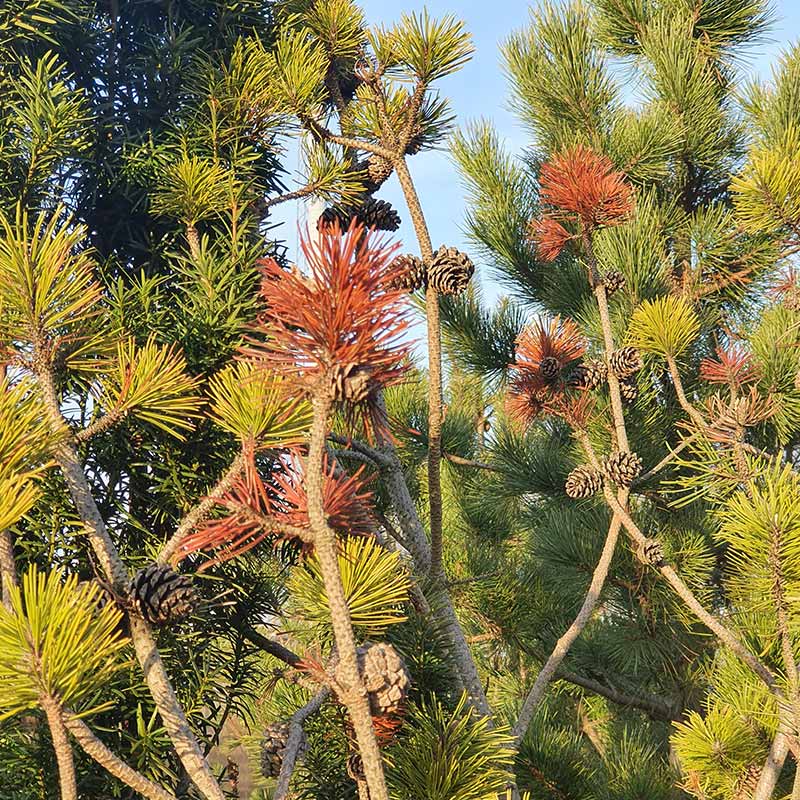 Pinus-Vaxtskadegorare-i-Fokus Växtskadegörare i Fokus - Pinus