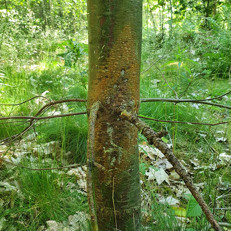 Vaxtskadegorare-i-Fokus-Pinus Växtskadegörare i Fokus - Pinus